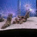Marineland - Aquarium - 096